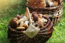 Gesammelte Pilze kontrollieren lassen